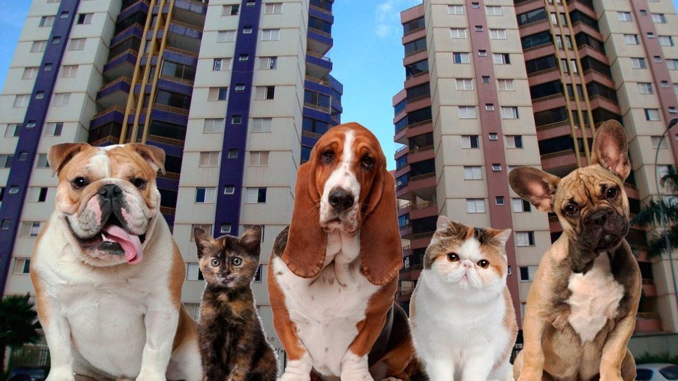 Resultado de imagem para condominio não pode obrigar a carregar cachorro no colo"