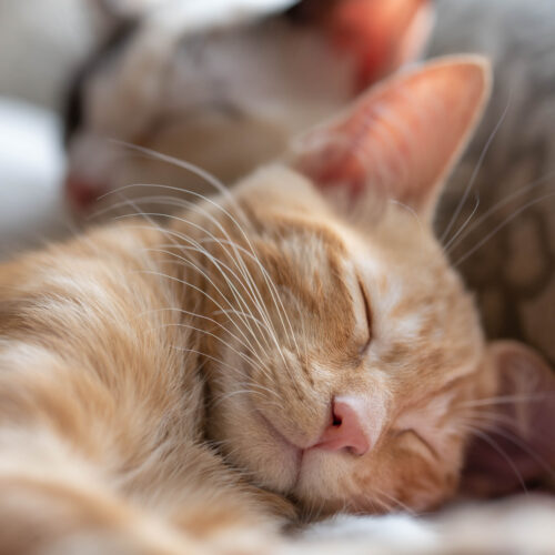 Tribunal da Paraíba decide que gatos de condomínio não são “animais comunitários”