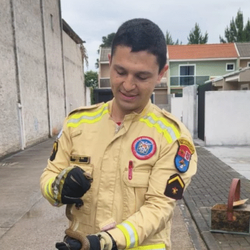 Cobra é encontrada na cama de criança e alerta moradores de condomínio no Paraná; segundo caso em uma semana