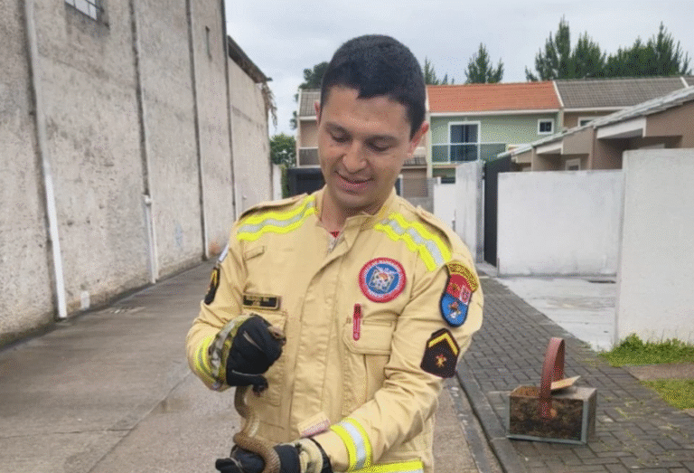 Cobra é encontrada na cama de criança e alerta moradores de condomínio no Paraná; segundo caso em uma semana